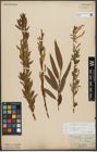 Foto von Salix triandra L. x Salix viminalis L.